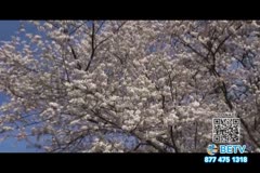 TV Content Image